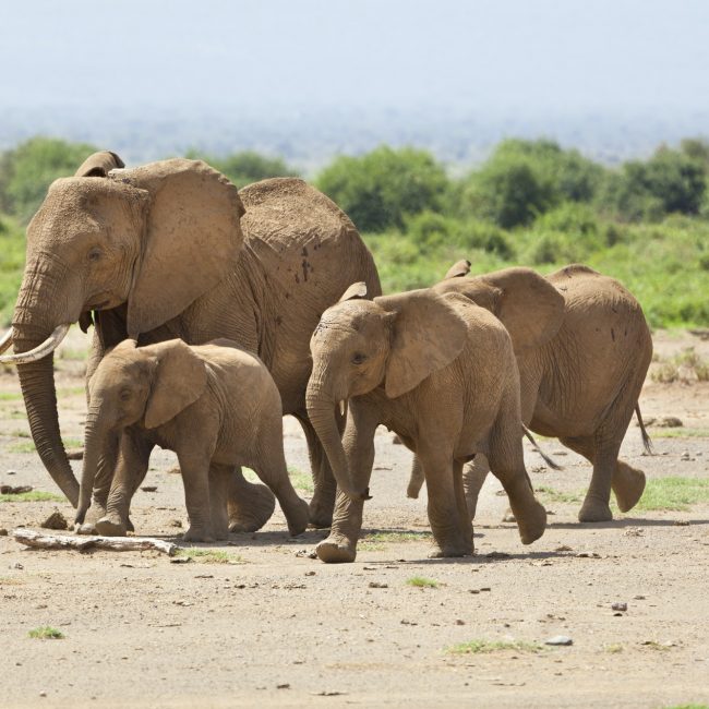 elephant-family-in-kenya.jpg