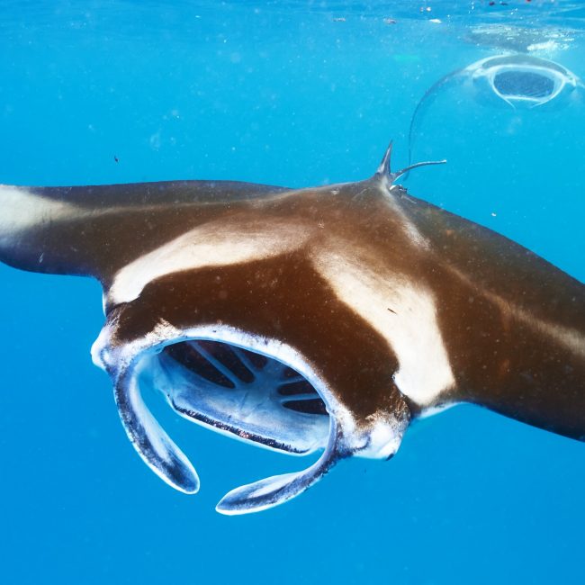 manta-ray-floating-underwater.jpg