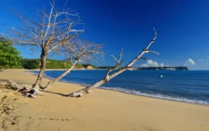 Praia do Satu com árvores retorcidas e falésias ao fundo em Caraíva, Bahia.