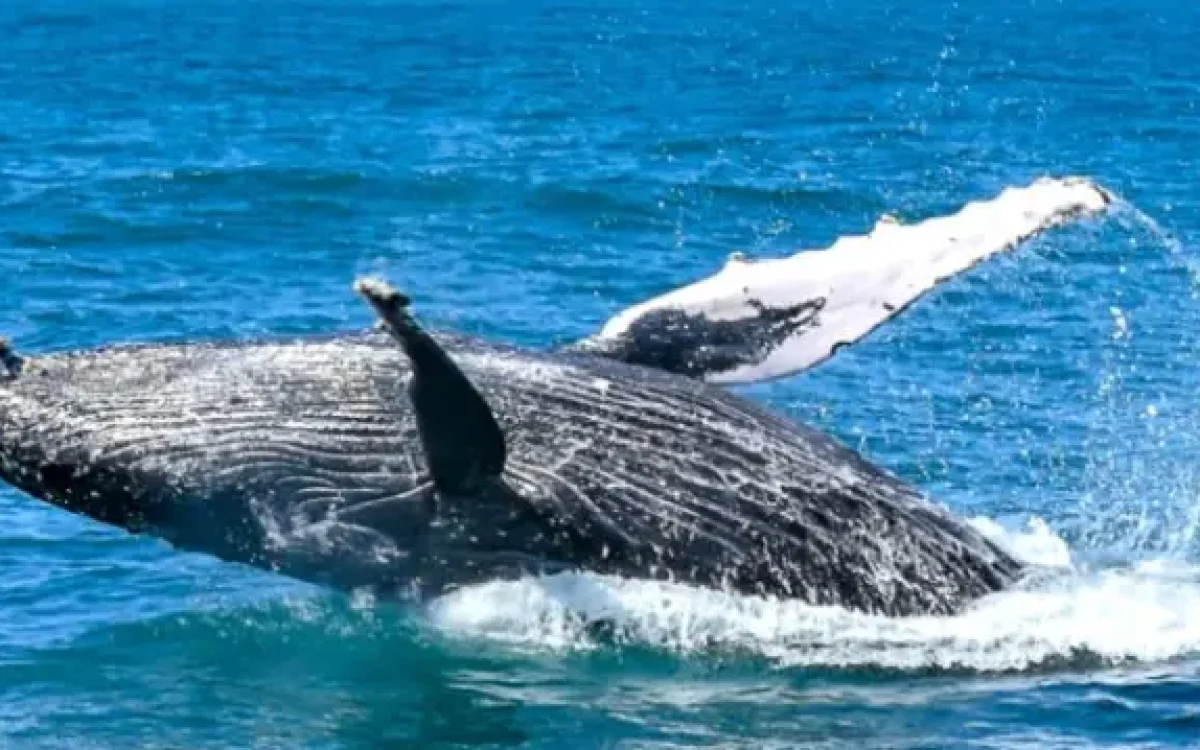Uma das experiências mais emocionantes para saber o que fazer em Arraial d'Ajuda: O passeio de avistamento da Baleia Jubarte, que acontece entre julho e outubro no litoral da Bahia.