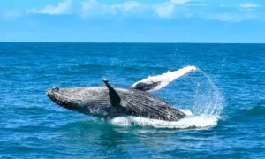 Baleia Jubarte saltando no oceano azul sob céu claro, exibindo a nadadeira peitoral branca e salpicos de água.