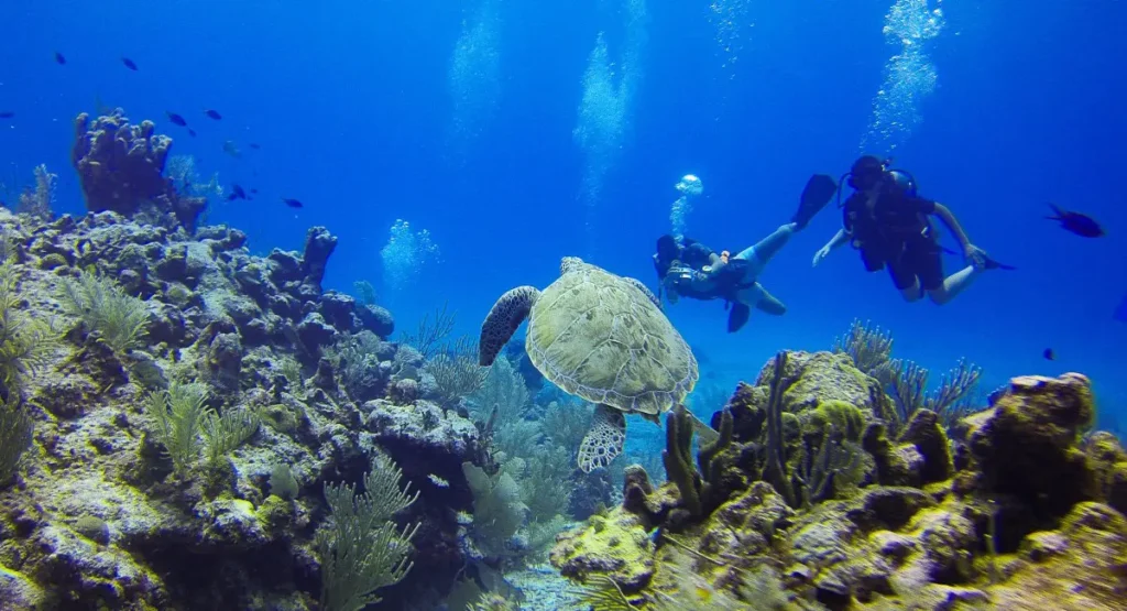 Mergulhadores explorando recifes de corais em Porto Seguro ao lado de uma tartaruga marinha em águas cristalinas.
